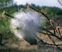 Bolsa procesionaria