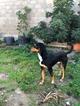 Mestizo Macho Tricolor
Perro Adulto entre 20 y 30 kg