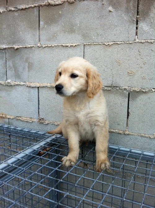 47 Cachorro mestizo Golden Retriever