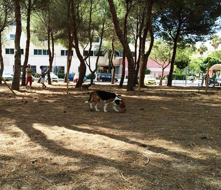 L'Ajuntament de Son Servera millorar les condicions del Parc Can de Cala Millor