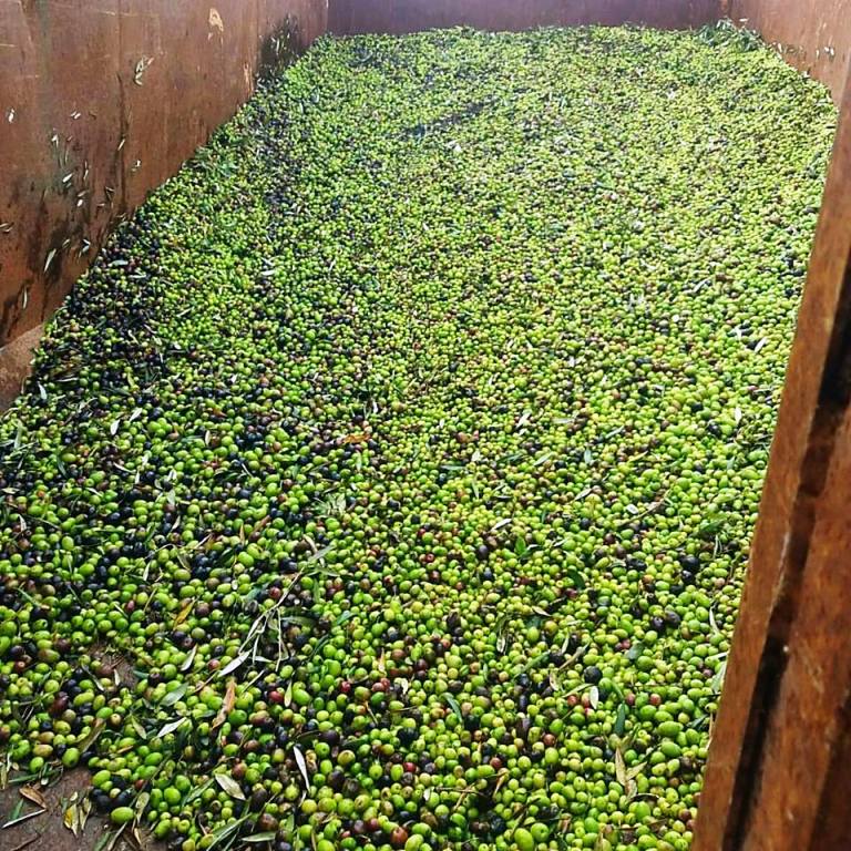 Los olivos de Son Servera producen casi 1.000 litros de aceite