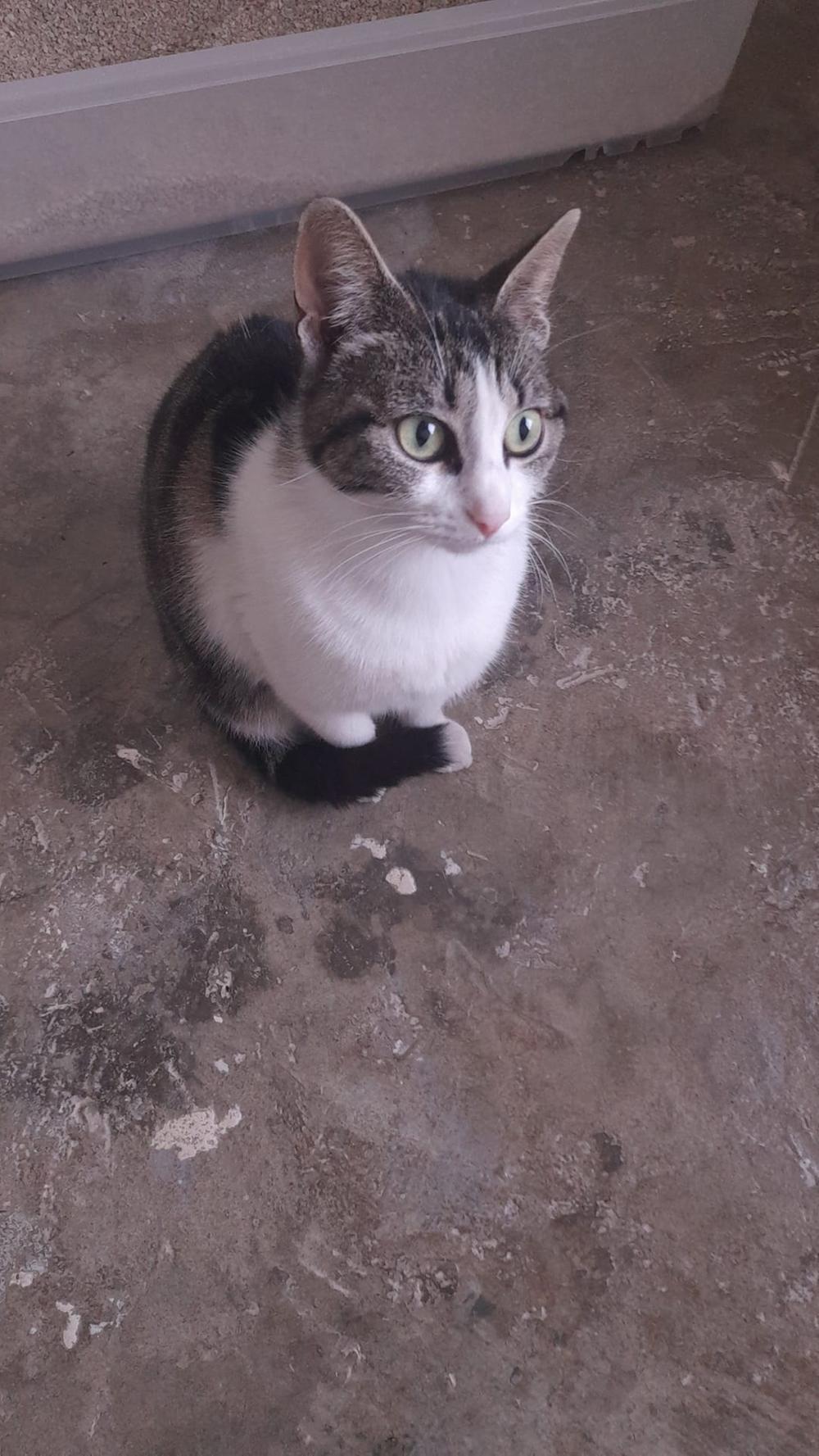SS17/23 Gato joven