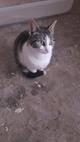 SS17/23 Gato joven