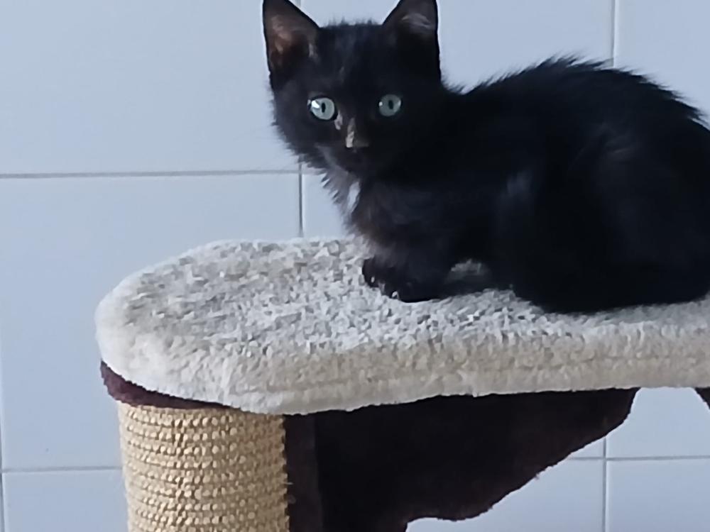 SS02/2026 Gato joven