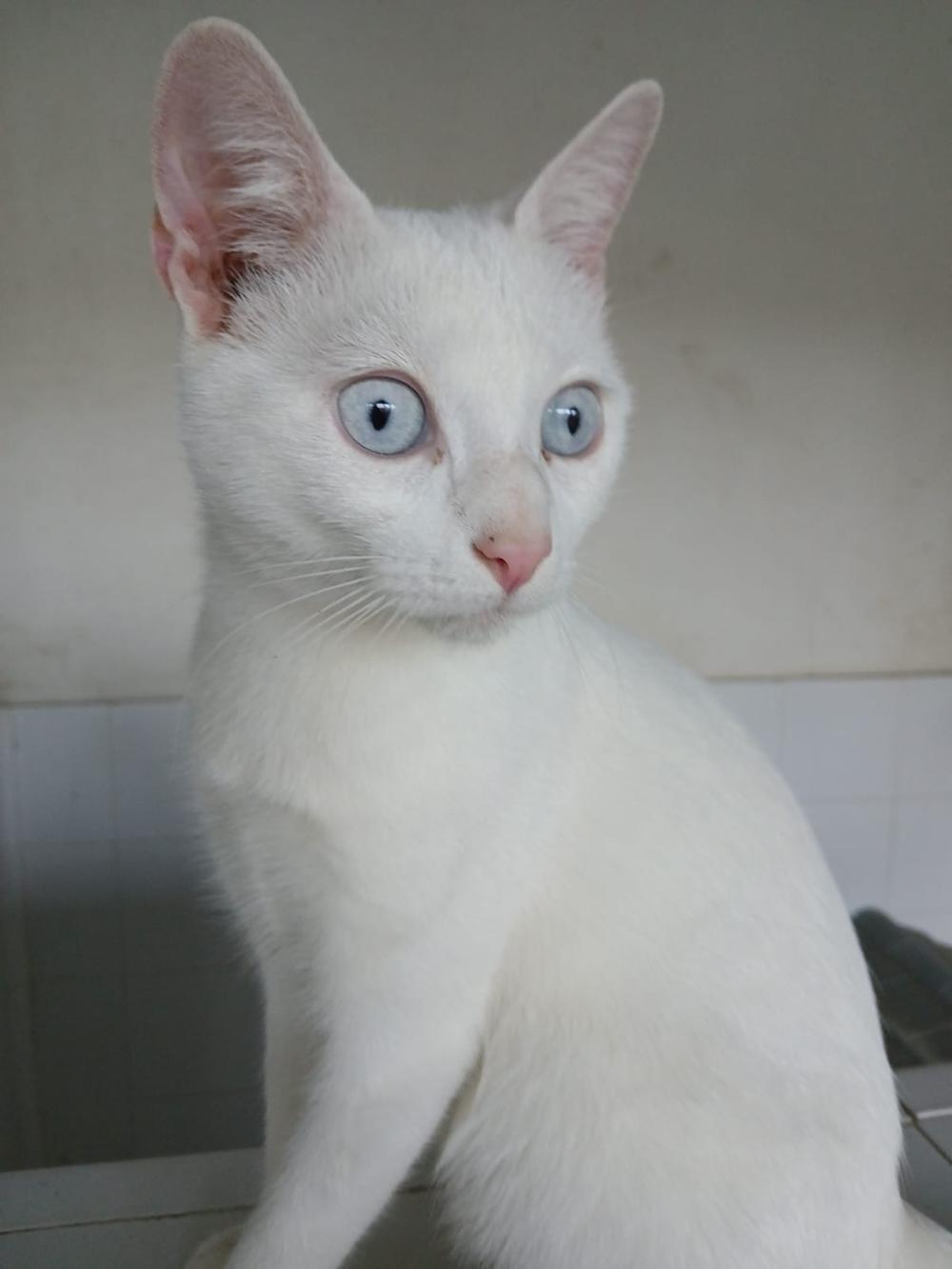 SS03/2026 Gato Joven