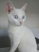 SS03/2026 Gato Joven