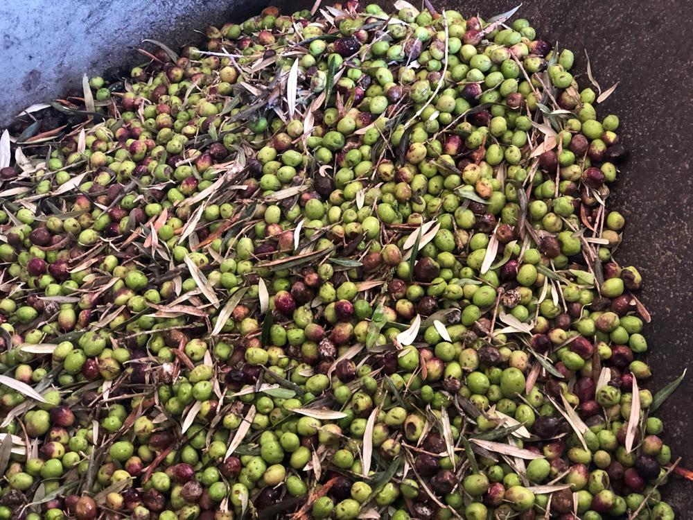 Ms de 22 toneladas de olivas ya se han convertido en aceite de oliva server