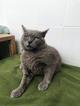 SS05/23 Gato adulto