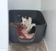 SS01/2025 Border Collie